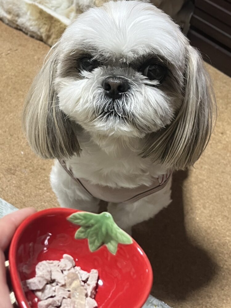 —梅雨は愛犬の体調管理が大切！今だから知っておきたい   　ポイント—