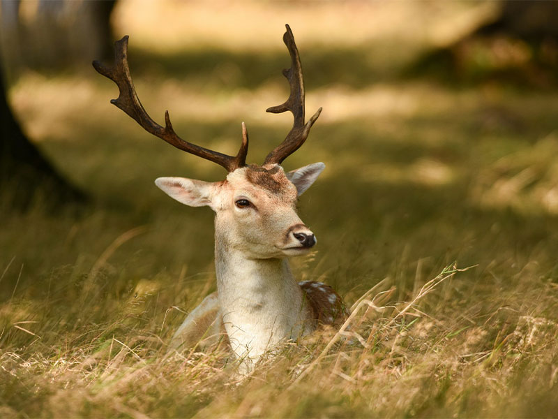 DogLuckのカムイジャーキー